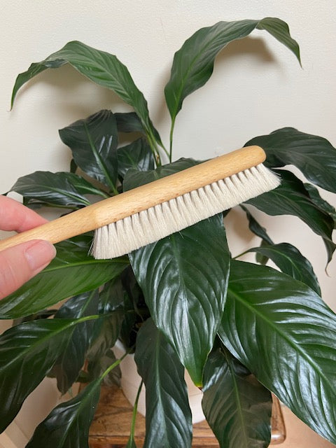 plant cleaning brush